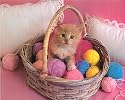 Kitty Cat Kitten Yarn Kids Animal Picture Art Print