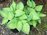 August Moon Hosta - Golden Heart Shaped Foliage!