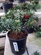 Dwarf Bottlebrush One Gallon