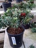 Dwarf Bottlebrush One Gallon