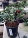 Dwarf Bottlebrush One Gallon