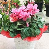 シクラメン鉢植え