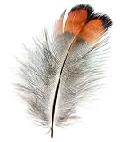 Close up View of the Pheasant Feathers - 18
