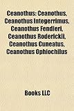 Ceanothus: Big Pine Key, Florida-