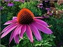 Purple Coneflower Perennial 70 Seeds