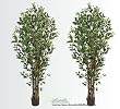 TWO Pre-Potted 7' Artificial Ficus Tree with Multiple Real Wood Like Trunks