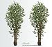 TWO Pre-Potted 7' Artificial Ficus Tree with Multiple Real Wood Like Trunks