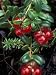 Low-Bush Cranberry, Alaska Photographic Poster Print by Rich Reid, 9x12