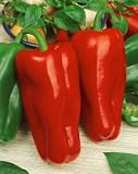 Giant Marconi Hybrid Sweet Pepper Seeds - Capsicum Annuum - 0.2 Grams - Approx 30 Gardening Seeds - Vegetable Garden Seed