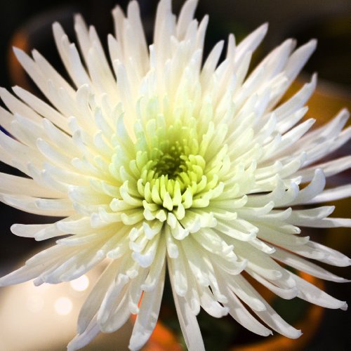 White Spider Mums
