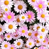 宿根ピンクのマーガレット 3株セット