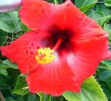 Economical Starter 6 Pack Live Hibiscus Plants Brilliant Red Single Bloom