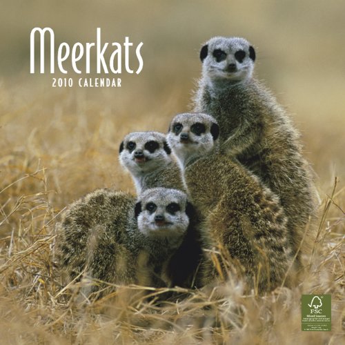 Meerkat Madness 2010 Wall Calendar