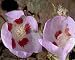 Photographic Prints of Desert five-spot - in flower from Ardea Wildlife Pets