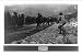 Historic Print (L): U.S. troops in training on Italian front: throwing hand-grenades