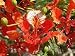 Flammenbaum - Delonix regia 5K