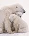 Polar Bear Family (Mom and Cubs) Art Poster Print - 16 X 20