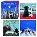 Cats & Dogs Christmas Cards Bumper Box