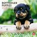 Rottweiler Puppies 2012 Square 12X12 Wall Calendar