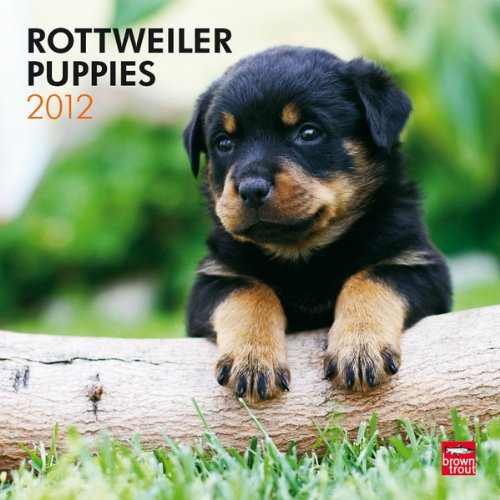 Rottweiler Puppies 2012 Square 12X12 Wall Calendar