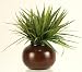 Grass In Round Ceramic Planter 12hx12w Green