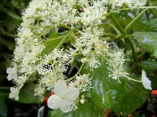 Climbing Hydrangea (Hydrangea anomala ssp. petiolaris)