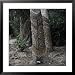 Para Rubber Tree (Hevea Brasiliensis) Brazil Places Framed Photographic Poster Print, 31x31