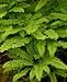 Adiantum aleuticum - Western Maidenhair Fern