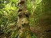 Gnarled Trunk of a Tulip Poplar Tree Photographic Poster Print by Michael Melford, 12x16