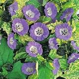 Organic Ebony Shoo-Fly - Nicandra - 150 Seeds - Herb