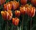The Lonely Tulip Ceramic Vase + Princess Irene Tulips