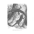 ALGERIAN KEELED LIZARD Antique Print 1896