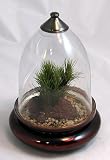 Glass Cloche 10