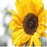 Affirmations for Health 51lUkJs3%2B3L. SL160 Affirmations for Health