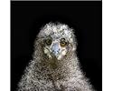 European owl chick from Science Photo Library