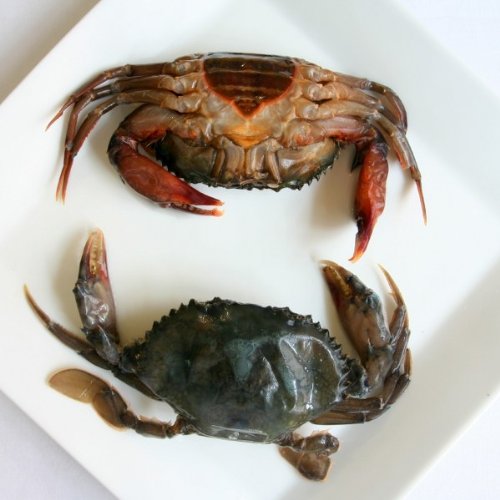 Dressed Chesapeake Soft Shell Crab - 5-5.5