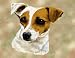 Jack Russell Woven Lap Square (Throw Blanket)