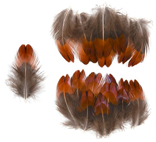 Ring-necked Pheasant Breast Feathers (20 Pieces), Bronze with Black Tips (Small)