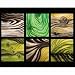 Sap Wood Canvas - 16x20
