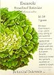 Escarole Broadleaf Batavian Heirloom Seeds 250 Seeds