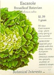 Escarole Broadleaf Batavian Heirloom Seeds 250 Seeds