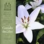 Consider the Lilies