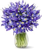 20 Blue Iris without Vase