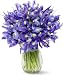 20 Blue Iris without Vase