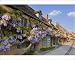 Photographic Prints of Purple flowering wisteria on a Cotswold stone house wall in the village of from Robert Harding
