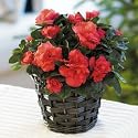 Flowers by Post - Azalea Basket