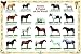 Safari LTD Horses and Ponies of the World Laminated Poster