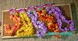 One Dozen Tropical Ruffled Hawaiian Flower Leis