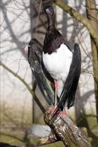 Abdim's Stork Journal: 150 page lined notebook/diary