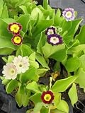 Eigenschaften Dachstauden  / Primula x pubescens - Gartenaurikel, 6 Pflanzen